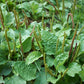 Sweet Plantain Herb, Broadleaf (Plantago major)