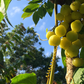 Amla, Indian Gooseberry (Phyllanthus emblica)