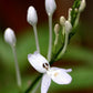 Hoan Ngoc, Xuan-Hoa (Pseuderanthemum palatiferum)