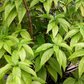 Hoan Ngoc, Xuan-Hoa (Pseuderanthemum palatiferum)