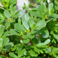 Purslane (Portulaca oleracea)