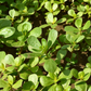Purslane (Portulaca oleracea)