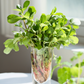 Purslane (Portulaca oleracea)