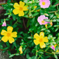 Purslane (Portulaca oleracea)