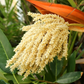 Pygmy Date Palm (Phoenix roebelenii)