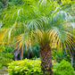 Pygmy Date Palm (Phoenix roebelenii)