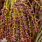 Pygmy Date Palm (Phoenix roebelenii)