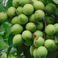 Spanish Lime, Quenepa (Melicoccus bijugatus)