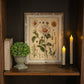 White Daisy Botanical Print on Distressed Wood Frame