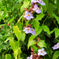 Rang Jued (Thunbergia laurifolia)