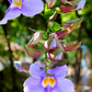 Rang Jued (Thunbergia laurifolia)