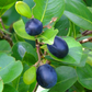 Red-tipped Cocoplum (Chrysobalanus icaco)