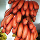 Banana 'Red Cuban' (Musa acuminata)