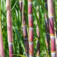Sugar Cane 'Red'