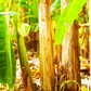 Red Trunk Popo'Ulu Banana (Musa popoulu)