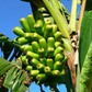 Red Trunk Popo'Ulu Banana (Musa popoulu)