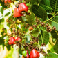 Cashew, Red (Anacardium occidentale)