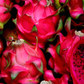 Dragon Fruit, Red 'Tricia' (Hylocereus polyrhizus)