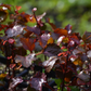 Red Leaf Cranberry Hibiscus (Hibiscus acetosella)