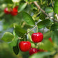 Barbados Cherry (Malpighia emarginata)