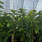 Avocado 'Catalina' (Persia americana)