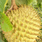 Rollinia (Rollinia deliciosa)