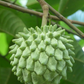 Rollinia Seedling (Rollinia deliciosa)