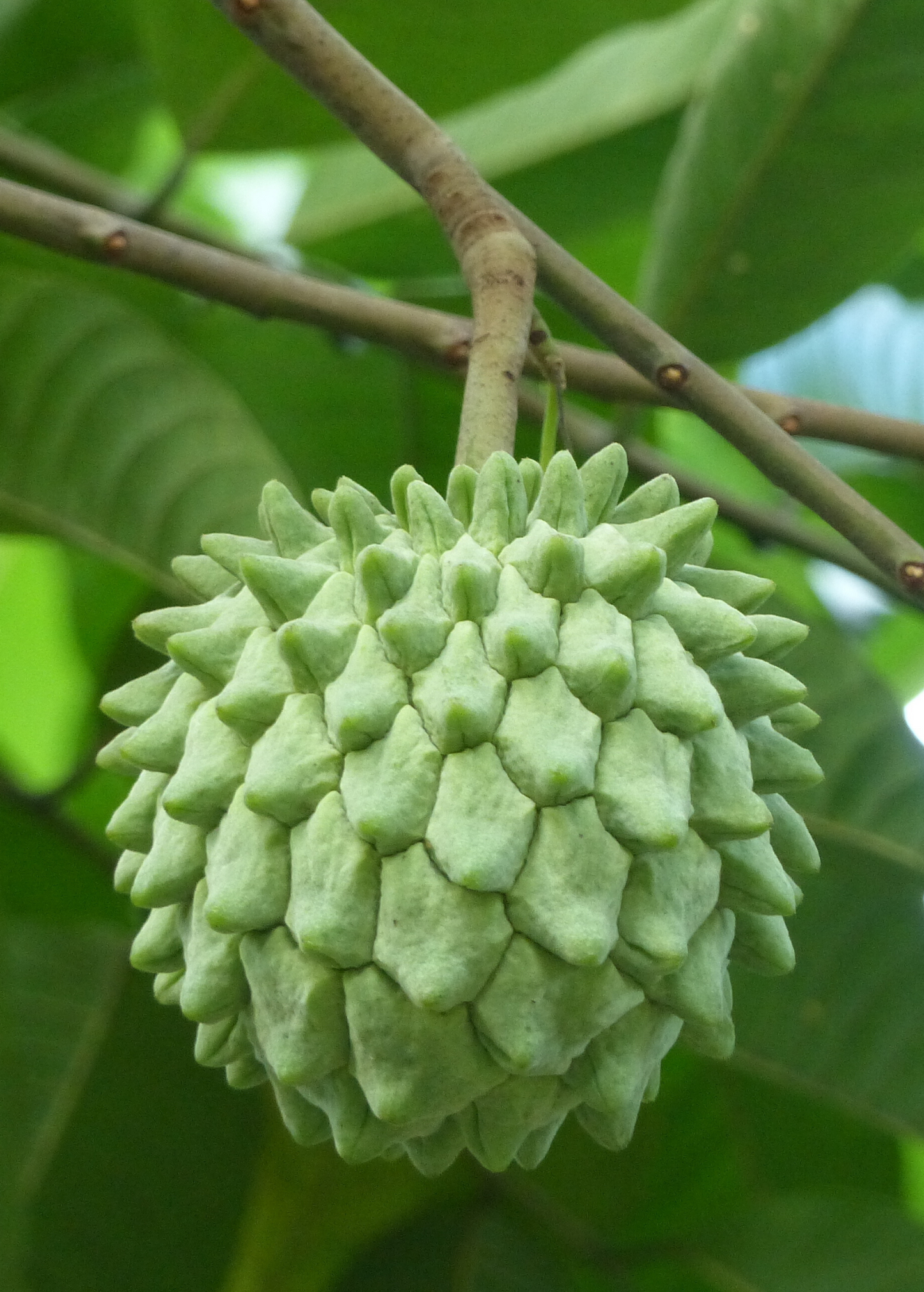 Rollinia Seedling (Rollinia deliciosa)
