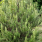 Rosemary (Rosmarinus officinalis)