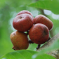 Fig 'Royal Vineyard' (Ficus carica)
