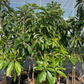 Avocado 'Russell' (Long Neck!) (Persia americana)