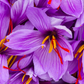 Saffron (Crocus sativus)