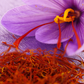 Saffron (Crocus sativus)