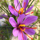 Saffron (Crocus sativus)