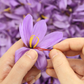 Saffron (Crocus sativus)