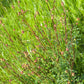 Salad Burnet (Sanguisorba minor)