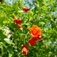 Pomegranate 'Salavatski' (Punica granatum)