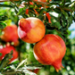 Pomegranate 'Salavatski' (Punica granatum)