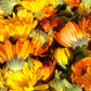 Calendula Dandelion Essential Bar Soap | SallyeAnder