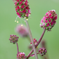 Salad Burnet (Sanguisorba minor)