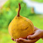 Santol (Sandoricum koetjape)