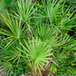 Saw Palmetto (Serenoa repens)
