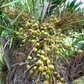 Saw Palmetto (Serenoa repens)