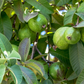 Scarlet Guava (Psidium guajava)