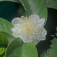 Scarlet Guava (Psidium guajava)