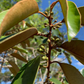 Caimitito, Satin Leaf (Chrysophyllum oliviforme)