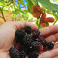 Mulberry 'Florida Native' (Morus nigra)