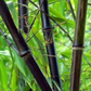 Bamboo 'Black Asper' (Bambusa lako)