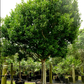 Pigeon Plum (Coccoloba diversifolia)