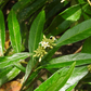 Mouse’s Pineapple (Morinda royoc)